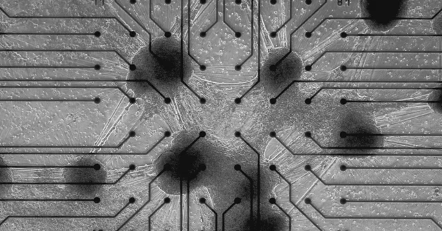 Cortical Labs 开启“云端活体脑细胞”租赁：生物智能时代的到来？