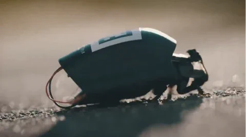 北约正式部署半机械昆虫集群：SWARM Biotactics 颠覆现代战争