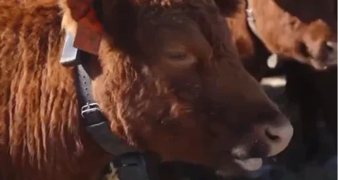 AI 项圈颠覆牧场：新西兰 Halter 获彼得·蒂尔力挺，估值直冲 20 亿美元