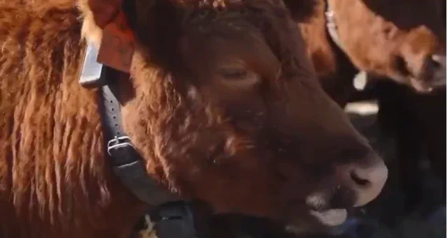 AI 项圈颠覆牧场:新西兰 Halter 获彼得·蒂尔力挺,估值直冲 20 亿美元