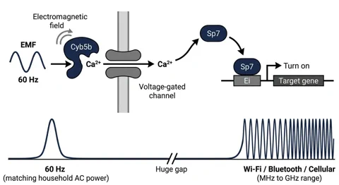 示意图展示了 60 Hz EMF 波如何激活 Cyb5b 蛋白，进而引导钙离子流入并由 Sp7 转录因子激活基因。